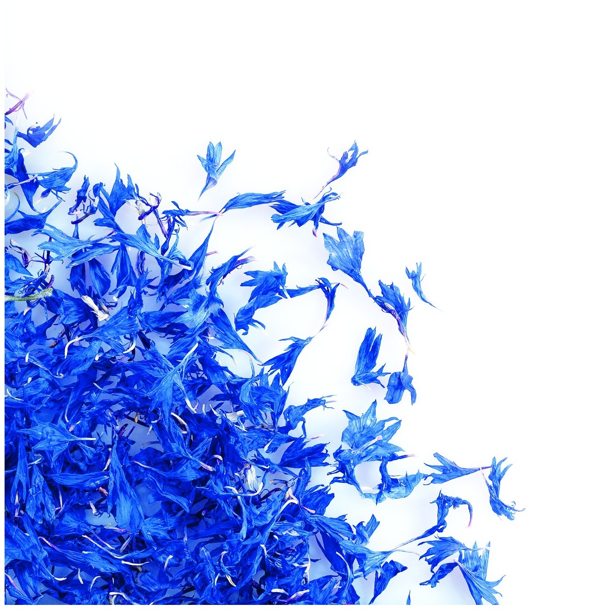 088211 PCB DRIED BLUE CORNFLOWER FLOWERS 8GR S/CDE