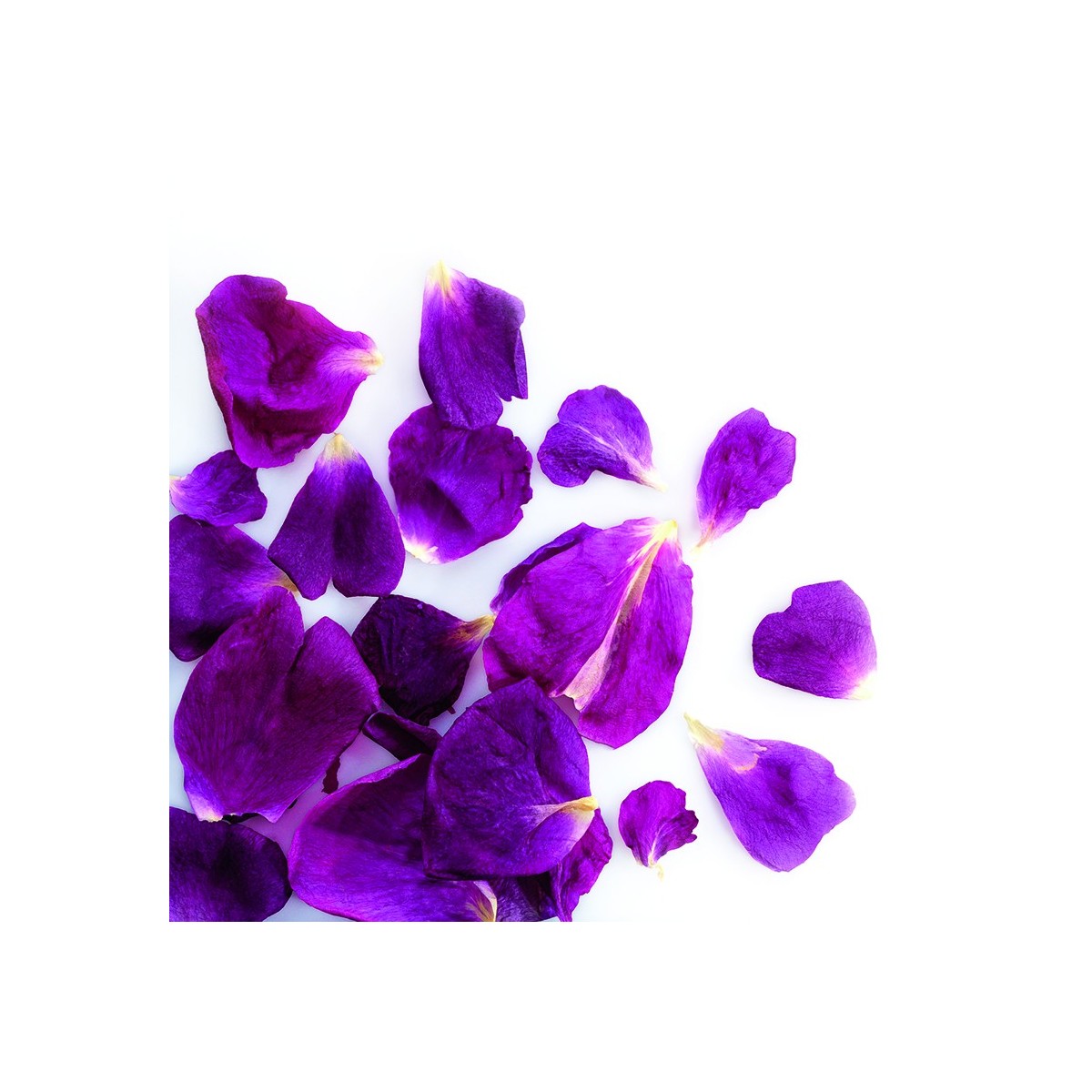 088208 PCB SMALL FREEZE-DRIED ROSE PETALS PURPLE 2GRS/CDE